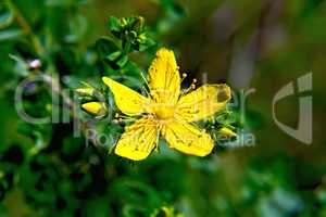 Hypericum Flower