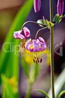 Lilium martagon purple