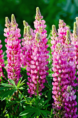 Lupin pink with leaves