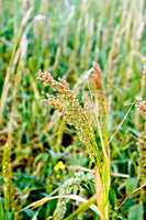 Millet ears on field background