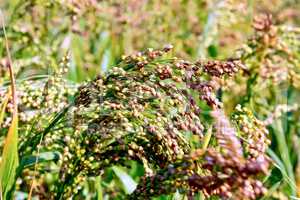 Millet ears red