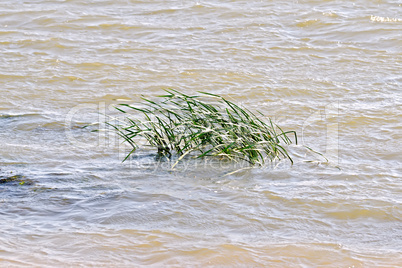 Reed in river water