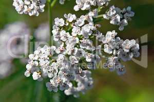 Yarrow white