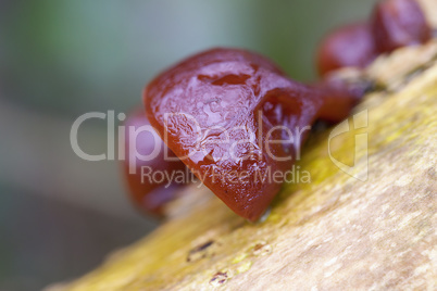 Blattartiger Zitterling - Tremella foliacea