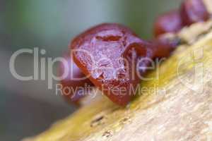 Blattartiger Zitterling - Tremella foliacea