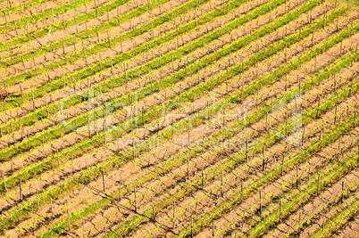 Weinreben im Kraichgau, Deutschland