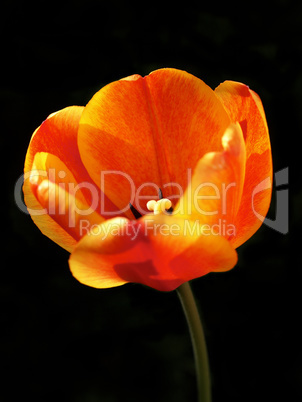 Orange Tulpe