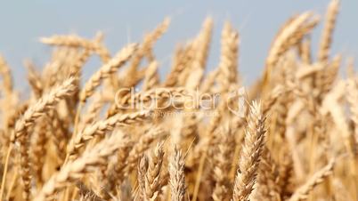 golden wheat summer scene