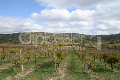 Weinanbau auf Kreta