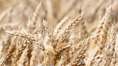 wheat close up