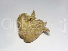 potatoe in the shape of a heart