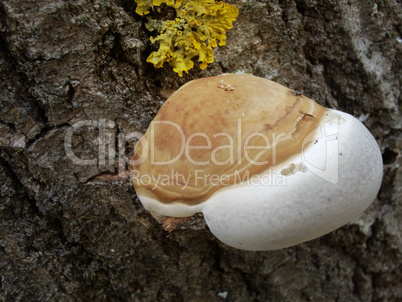 medium tree mushroom and Xanthoria parietina