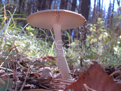 pale toadstool in nature