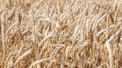 golden wheat field summer season