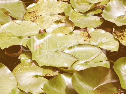 Retro looking Water lily Nimphaea