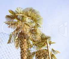 Retro looking Palm tree