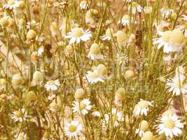 Retro looking Chamomile