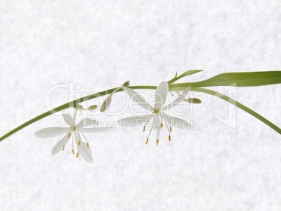 Chlorophytum flowers on the stem. On the background paper