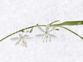 Chlorophytum flowers on the stem. On the background paper