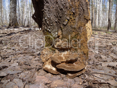a piece of bark, resembling a tree stump. In nature. Close-up