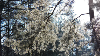 Branch of pine under a bright winter sun