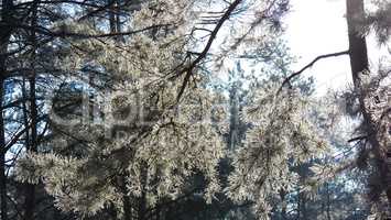 Branch of pine under a bright winter sun