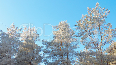 The crowns of pine trees in white frost under the bright winter sun