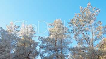 The crowns of pine trees in white frost under the bright winter sun