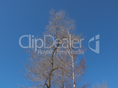 Bare branched tree crown on the background of deep blue sky