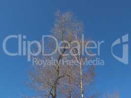 Bare branched tree crown on the background of deep blue sky