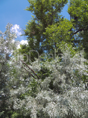 Thick trees under a blue sky and bright summer sun