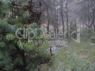 fog in the forest and low pine in the foreground plan