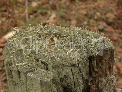 Cladonia sp. lichen on a stump