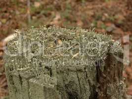 Cladonia sp. lichen on a stump