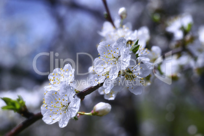 Flowering trees in spring garden on a sunny day