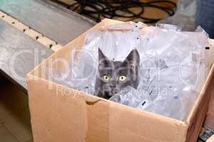 Black cat sitting in a cardboard box including packing bags fact