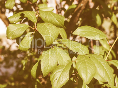 Retro looking Prune tree leaf