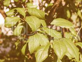 Retro looking Prune tree leaf