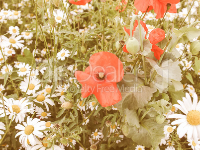 Retro looking Papaver flower