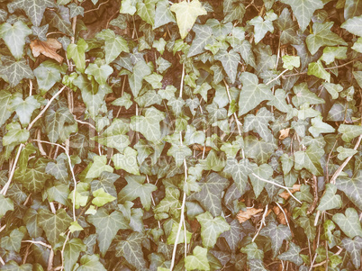 Retro looking Green ivy background