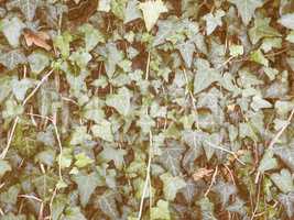 Retro looking Green ivy background