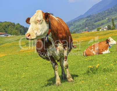 Fribourg cow resting, Switzerland