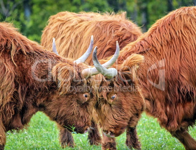 Highland cows fight