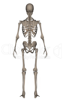 Human skeleton - 3D render