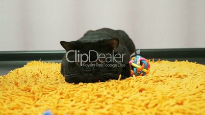 British black cat is playing with a toy