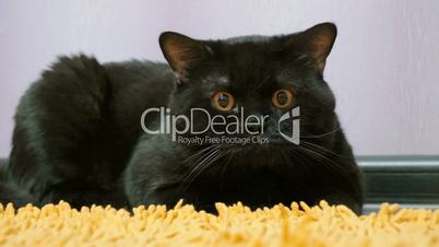 British black cat posing to the camera