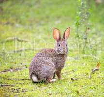 Cottontail Rabbit - Sylvilagus