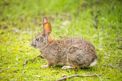 Cottontail Rabbit - Sylvilagus