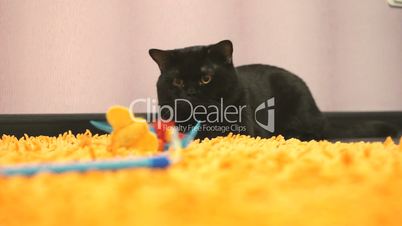 British black cat is playing with a toy