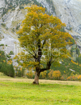 maple tree